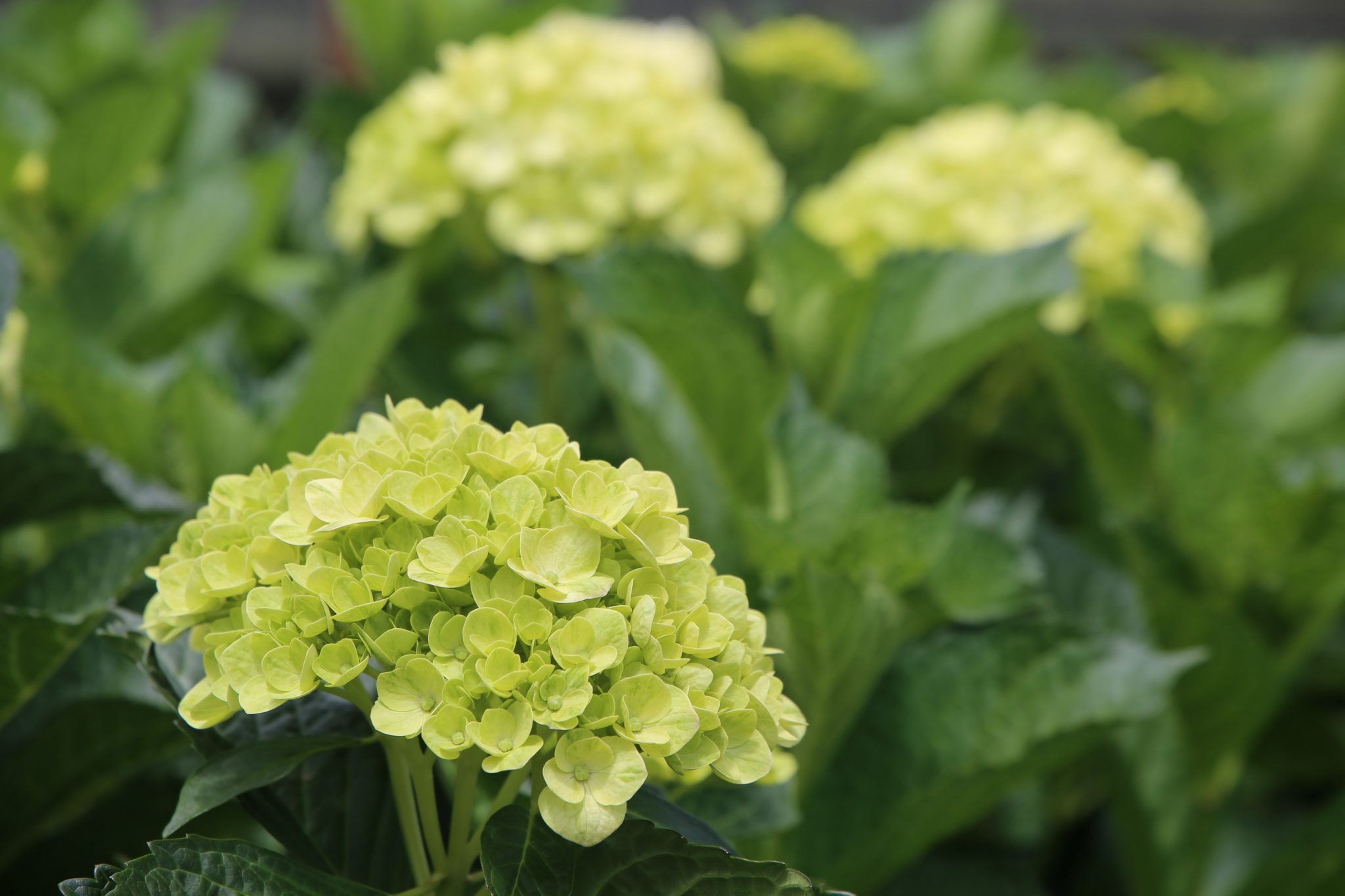 hydrangeas-vegaflor