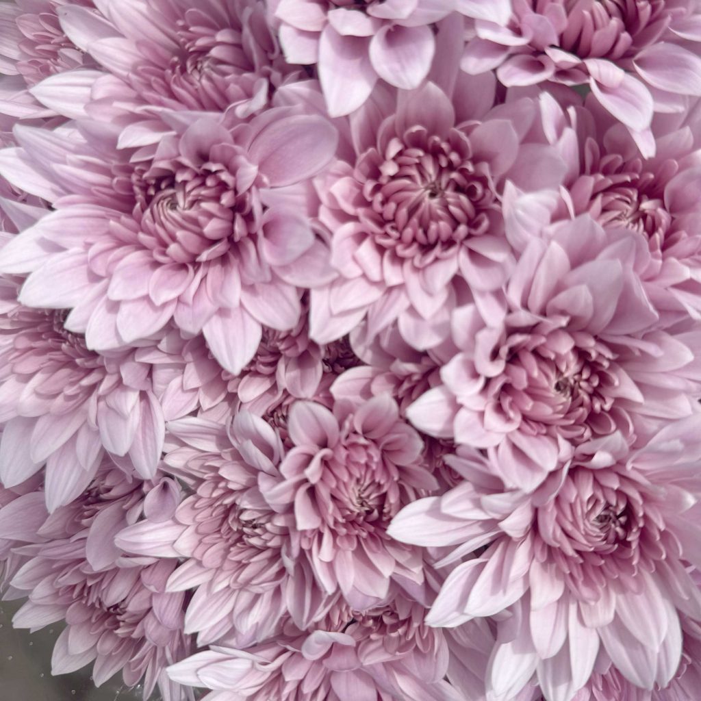 Pompoms – Vegaflor, image size:1024x1024